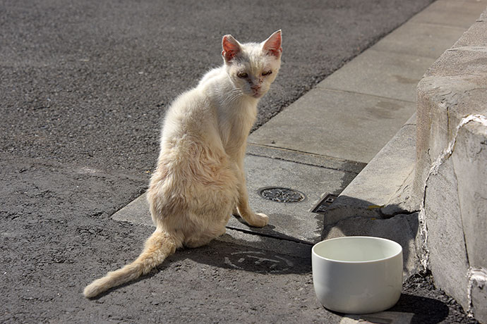 街のねこたち