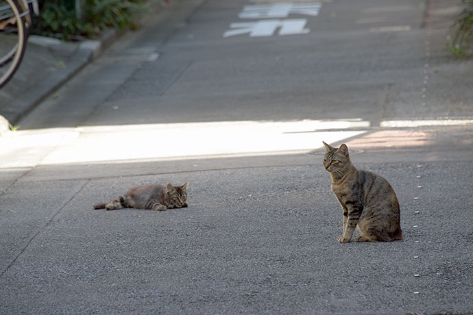 街のねこたち