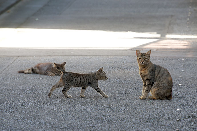 街のねこたち