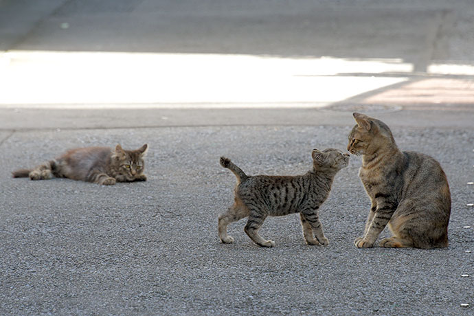 街のねこたち