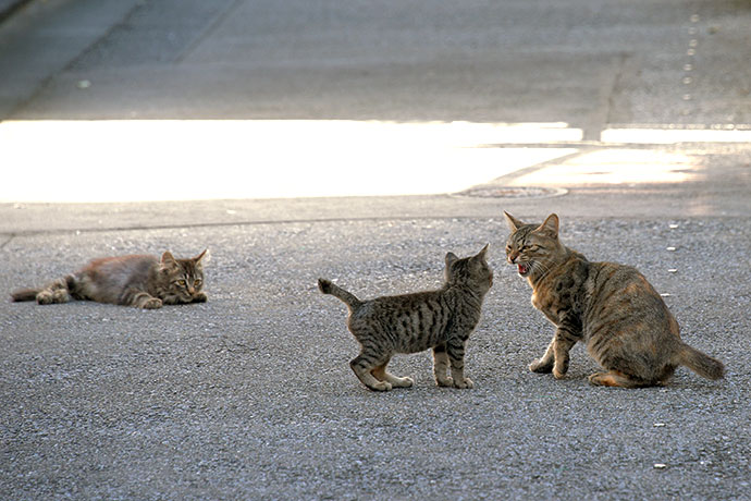 街のねこたち