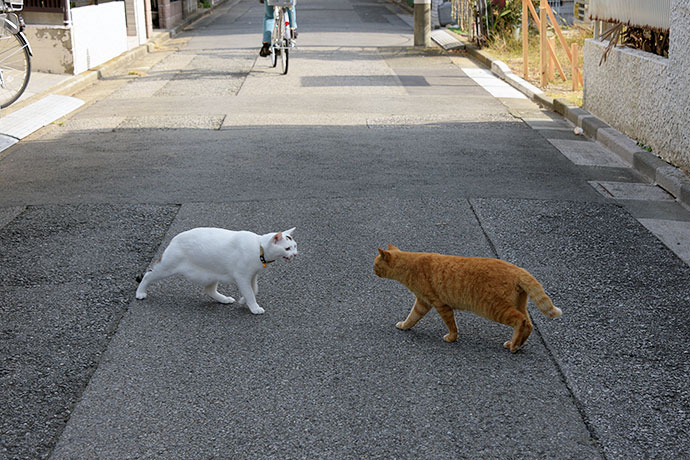 街のねこたち
