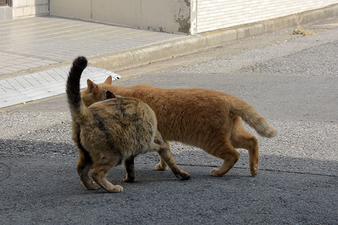街のねこたち