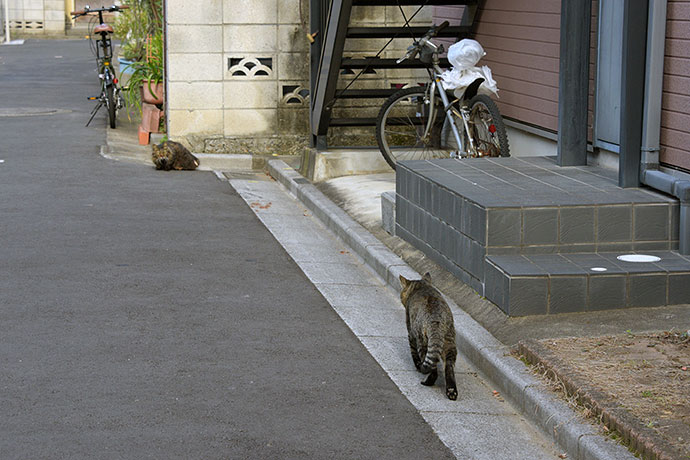 街のねこたち