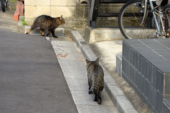街のねこたち