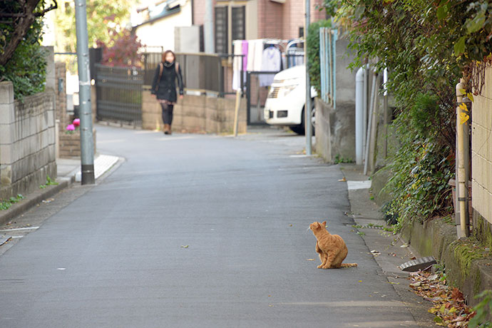 街のねこたち
