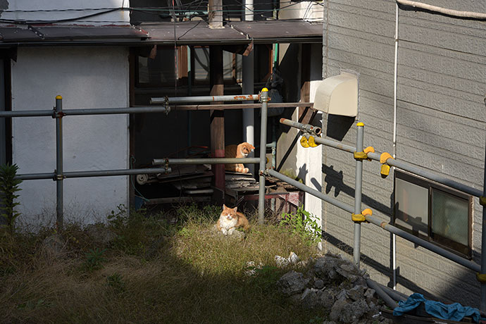 街のねこたち