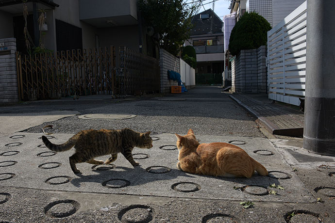 街のねこたち