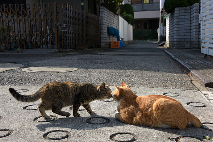 街のねこたち