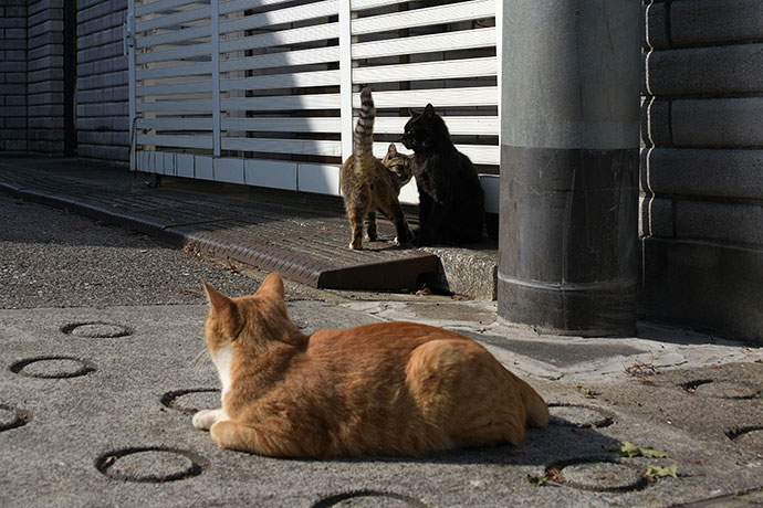街のねこたち
