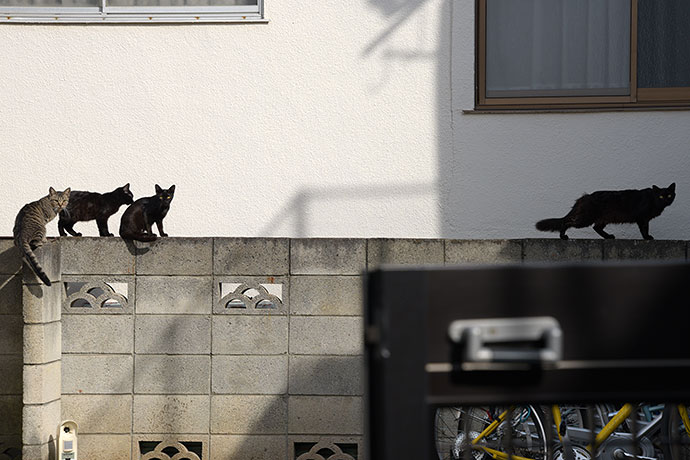 街のねこたち