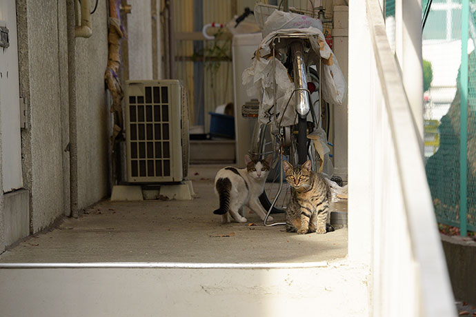 街のねこたち