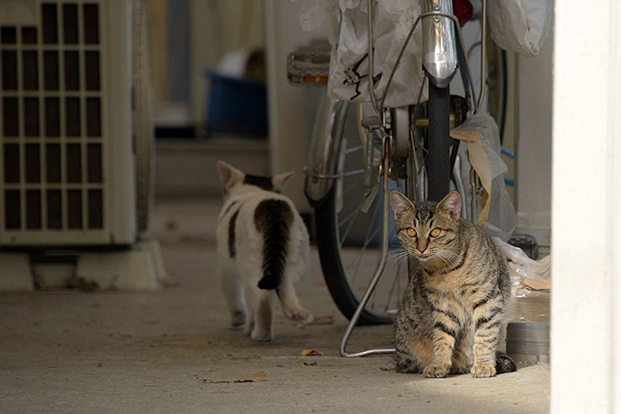 街のねこたち