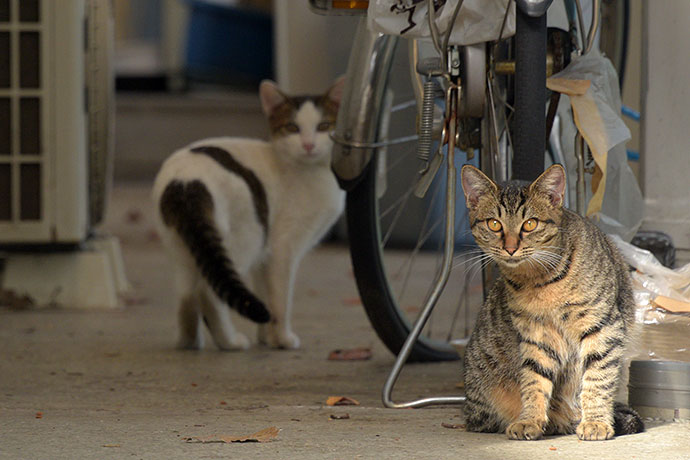 街のねこたち