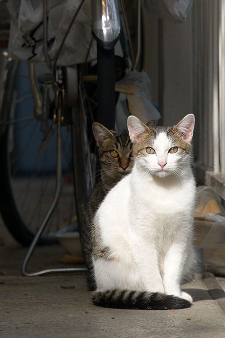 街のねこたち