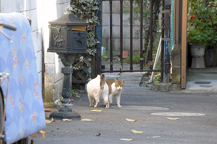 街のねこたち