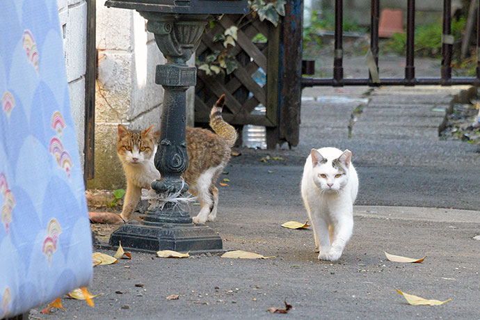 街のねこたち