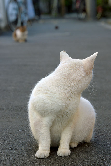 街のねこたち