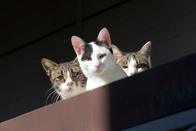 街のねこたち