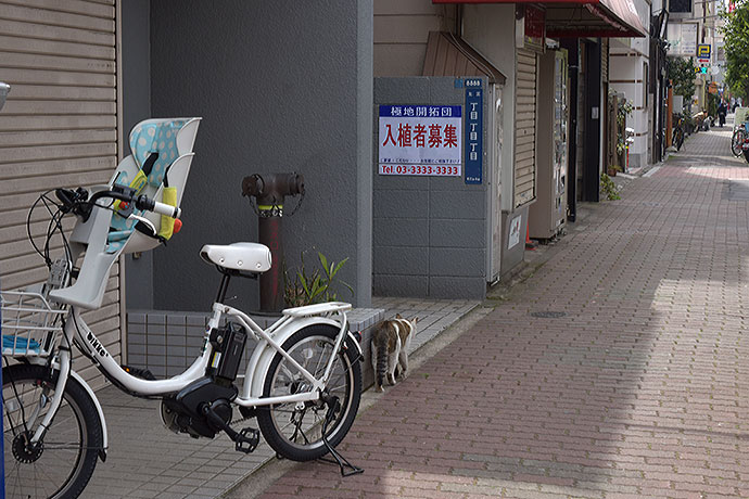 街のねこたち