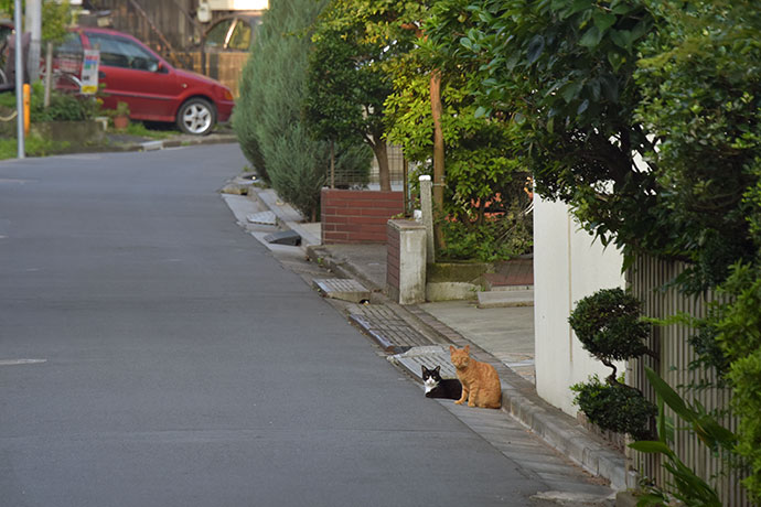 街のねこたち