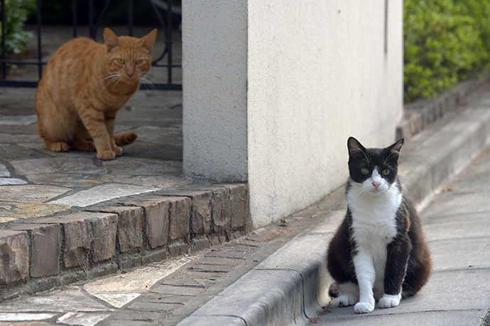 街のねこたち