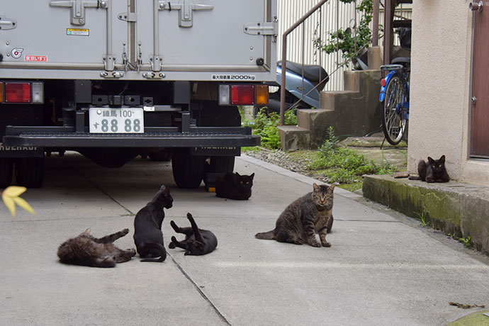 街のねこたち