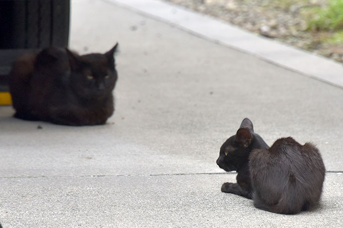 街のねこたち