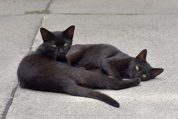 街のねこたち
