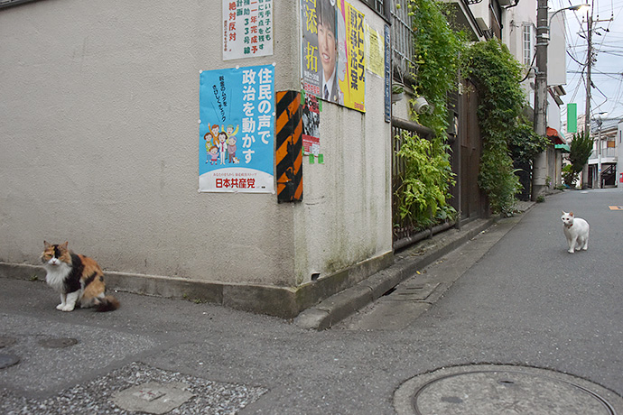 街のねこたち