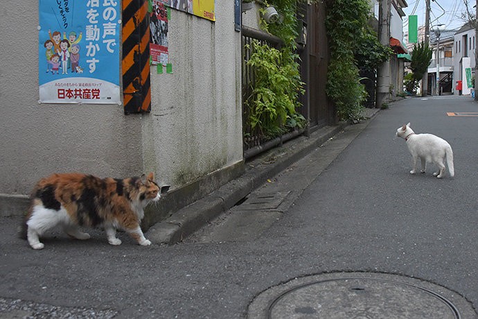 街のねこたち