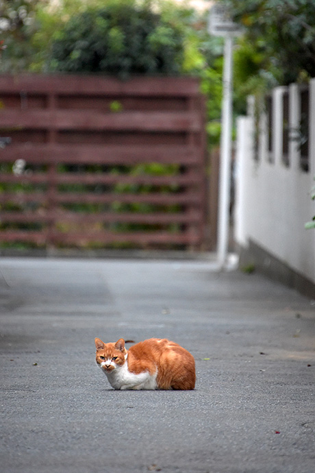 街のねこたち