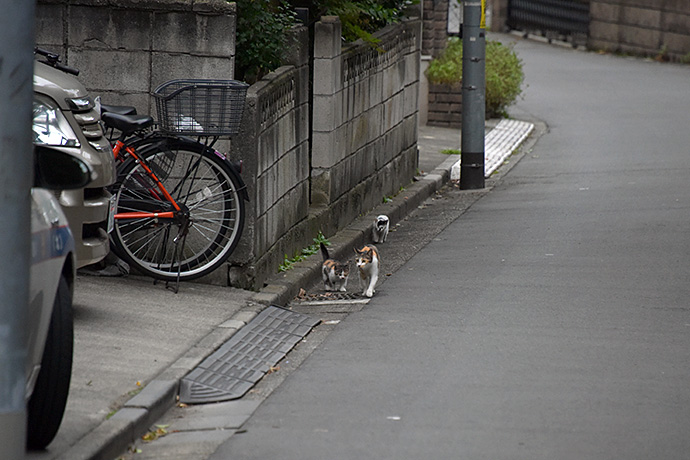 街のねこたち