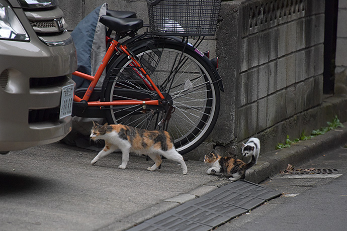 街のねこたち