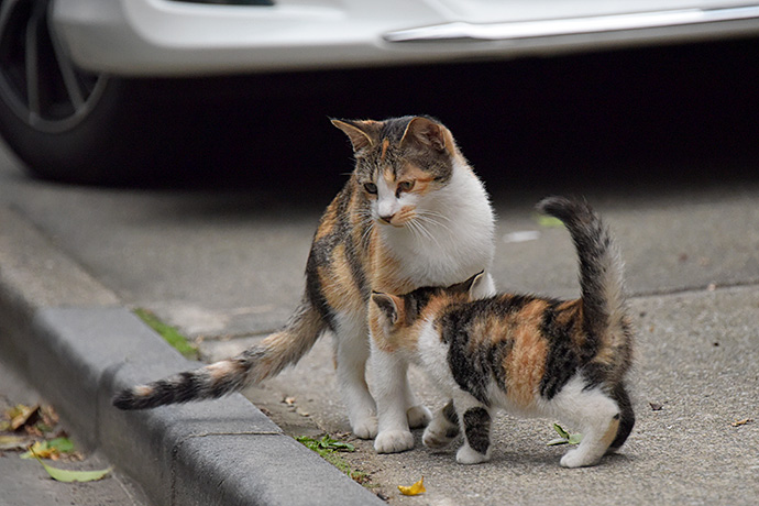 街のねこたち