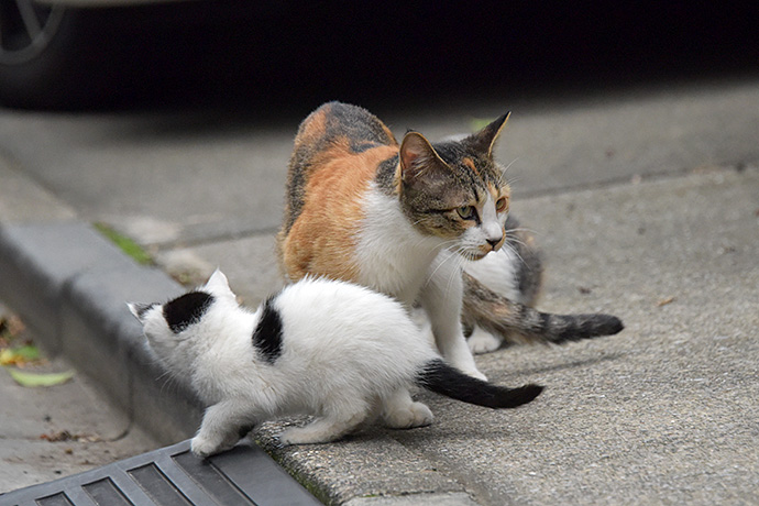 街のねこたち