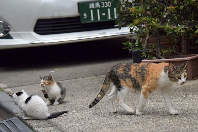 街のねこたち