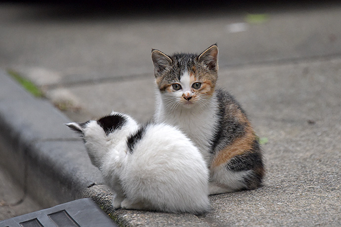 街のねこたち