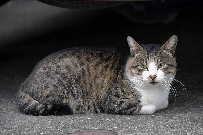 街のねこたち