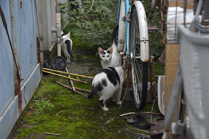 街のねこたち