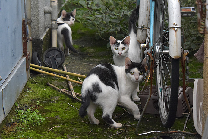 街のねこたち