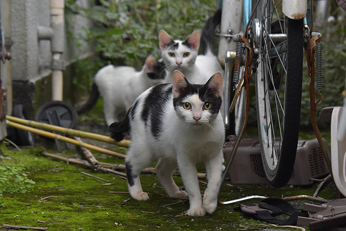 街のねこたち