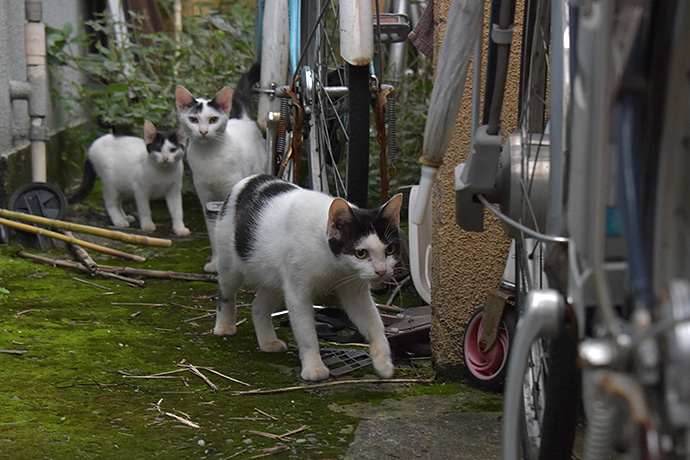 街のねこたち