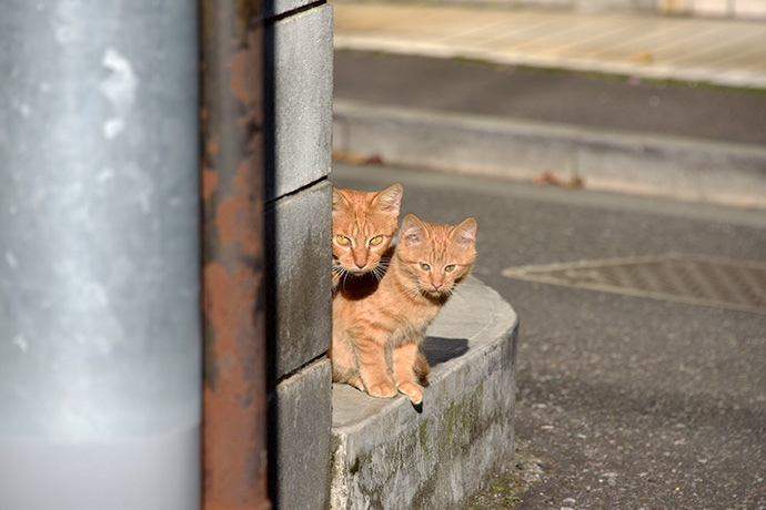 街のねこたち