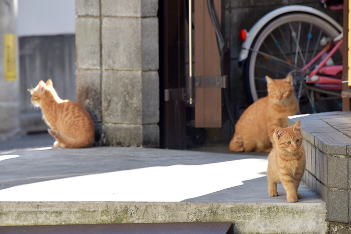 街のねこたち