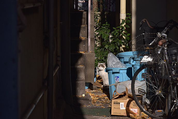街のねこたち