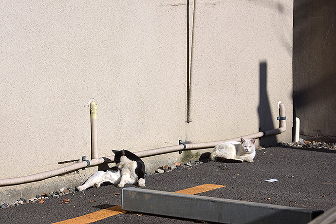 街のねこたち