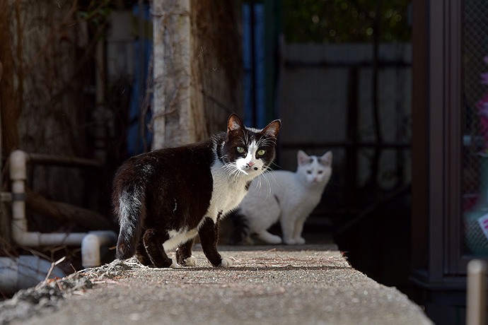 街のねこたち