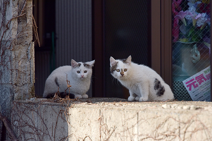 街のねこたち