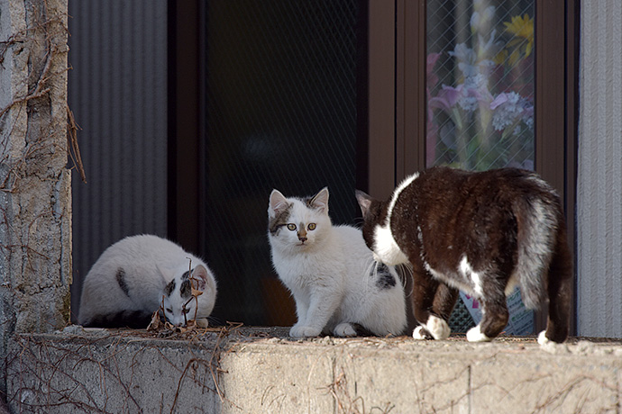 街のねこたち